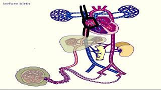 Adaptacionrecepciontermogenesis NCD Unlam [upl. by Mauer570]