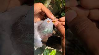 Cod liver oil capsules for pigeon quran tilawat pigeon birds ytshorts [upl. by Lupien]