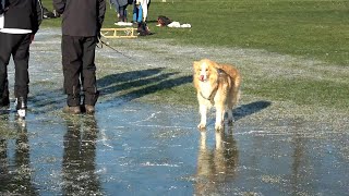 Arteveldehogeschool schaatspret [upl. by Nea289]