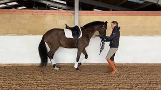 How To Start Half Steps In Hand With Your Dressage Horse Part 2 [upl. by Etnoled]