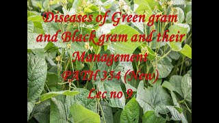 Diseases of Green gram and Black gram and their Management PATH 354 New Lec no 9 [upl. by Ative]