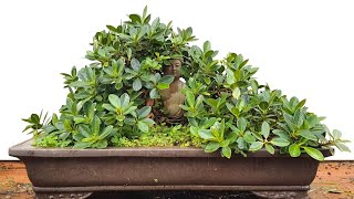 Growing Bonsai to Fit Larger Bonsai Pots When and Why It Matters [upl. by Anatole605]