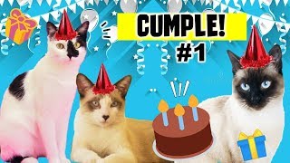 🐈🎉CUMPLEAÑOS 1 de los DivertiCats 🎂Les hago su PASTEL y 🎁 REGALOS 😻😺 [upl. by Ardnot]