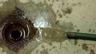 Annual Electric Water Heater Drain and Fill [upl. by Hathaway]