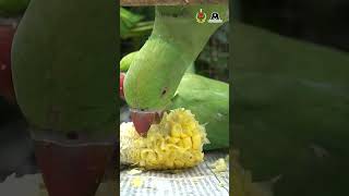 Rescue And Release Operation Of Over 700 Native Birds In New Delhi [upl. by Mossolb]