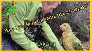 Kakapo ¿EL LORO QUE NO VUELA  Animales Raros y Dónde Encontrarlos 1 [upl. by Kahaleel]