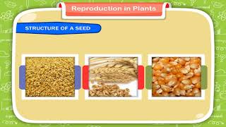 Reproduction in Plants class5 [upl. by Stevana]