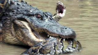 Python vs Alligator 12  Real Fight  Python attacks Alligator [upl. by Alolomo]