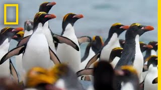 Macaroni Penguins Swim Surf and Dodge Seals to Survive – Ep 2  Wildlife Resurrection Island [upl. by Irolam]