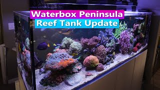 Waterbox 7225 Peninsula Reef tank Update [upl. by Way387]