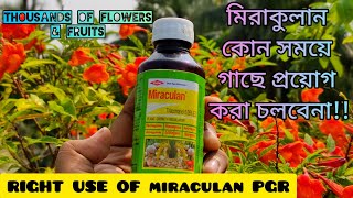 মিরাকুলানMiraculanকখন গাছে ব্যবহার করা যাবে না  How to use Miraculan Best Plant Growth Regulator [upl. by Ranitta]