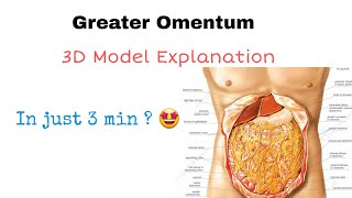 Greater Omentum Anatomy MADE SUPER FUN [upl. by Babbie]