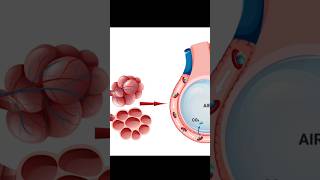 Surface Area  Alveoli amp Pulmonary Capillaries physiology lungs respiration [upl. by Dumah471]