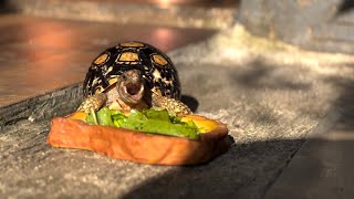 Chill Weekend Snack Time on The Backyard for The Leopard Pardalis Tortoise [upl. by Haianeb]