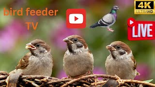 Bird feeder TV LIVE 4K UHD big pigeon small pigeon brown bird Rotherham  UK [upl. by Ycul]