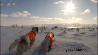 English setters in Iceland Setter inglese Islanda [upl. by Ellevehc]