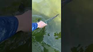 New Jersey HOUNDFISH Catch and Release [upl. by Ecyt75]