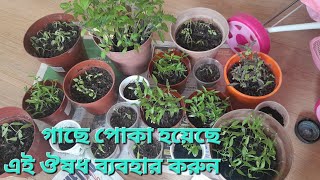 How to prospertake care of Naga ChilliGreen Chillieggplant plants গাছে পোকা হলে কি করবেন UK 2024 [upl. by Cristian]