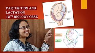 ParturitionLactationfoetalejectionreflexcolostrumoxytocinCBSE12thBiology [upl. by Richardson7]