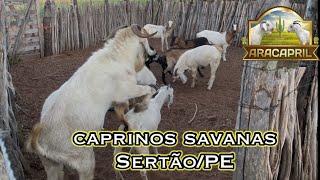 Caprinos Savana X mestiços no sertão de Pernambuco Savannah X crossbred goats in the backlands [upl. by Acisseg]