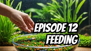 Feeding Goldfish  Episode 12 [upl. by Dario]