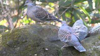 冬の野鳥 キジバト Oriental Turtle Dove Nikon1V1  FT1  70300mm [upl. by Domph120]