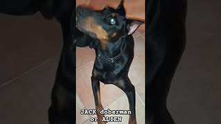 Alien or my dog dobbie Jack JackTheDobermann dobbies doberman doglover pets [upl. by Beauvais]