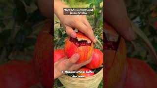 MANFAAT DAN KHASIAT BUAH DELIMA manfaatkhasiatbuahdelima buahdelima buah delima buahbuahan [upl. by Herrle848]