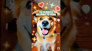 TU Perrito puede Cambiar TU VIDA PARA SIEMPRE sabiasque curiosidades perritos [upl. by Aretina655]