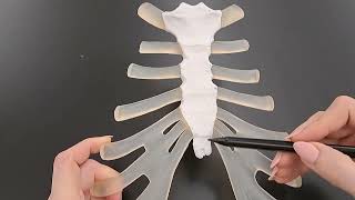 Anatomy of the Sternum in under 2 minutes [upl. by Kearney]