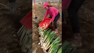 Farmers in China Are Burying Boiled Eggs 😯 [upl. by Kate]