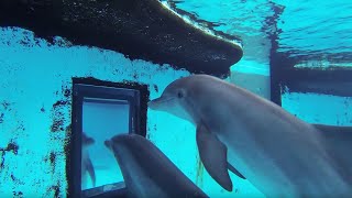 Dolphins How Smart are They Actually  Inside the Animal Mind  BBC Earth [upl. by Ahsemaj]