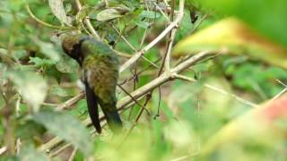 Green Violetear Colibri cyanotus  Chillón Verde Colombian Hummingbirds [upl. by Kesley512]