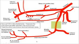 Gross anatomy  Drawing the Branches of the Iliac Arteries [upl. by Anoyi]