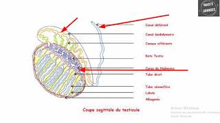 QCMs corrigés en Embryologie [upl. by Asennav]