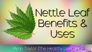 Nettle Leaf Benefits and Uses [upl. by Maril]