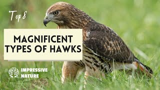 8 Magnificent Types of Hawks and Where to Find Them [upl. by Zorah]