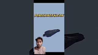 B2 Spirit Vs Peregrine Falcon gta engelishringtone automobile einglishringtones gtaonline [upl. by Hosbein]