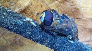 Syrphid Fly  Hover Fly Larva Emerging from Pupa and Preparing to Fly male Dioprosopa clavata [upl. by Sivrad]