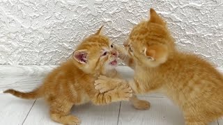 Kittens Fighting Each Other cat Perfectkitty2 [upl. by Jemy]