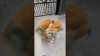 Shiba Inu chasing tail xD funny lofi shibaaddict doglover [upl. by Anirdnajela]