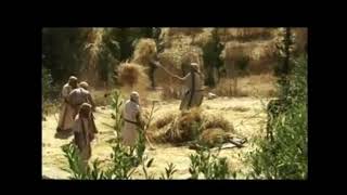 Wheat Threshing in Biblical Times [upl. by Delwin651]