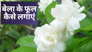 बेला के फूल कैसे लगाएं  Bela ka plant kaise lagaye  how to grow jasmine [upl. by Xyno90]