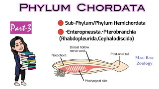 Part3 Hemichordata or AdelochordataDetailed Classification of ChordatesMsc 1st year Bsc Zoology [upl. by Malda]