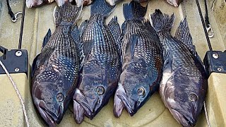 Kayak fishing for Seabass and Porgies with soft plastics Long Island sound [upl. by Htehpaj]