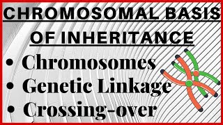 Chromosomal Theory of Inheritance  Chromosomes  Genetic Linkage and Crossing Over  Telomere NEET [upl. by Alleuqahs]