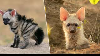 Aardwolf The Worlds Cutest Hyena [upl. by Lily]