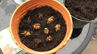 Planting up Ranunculus  How to grow Potted Ranunculus [upl. by Ferri]