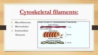 Cytoskeletal elements Microfilaments actin filaments  Intermediate  Microtubules [upl. by Gschu851]