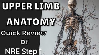 Upper Limb Anatomy NRE 1 Prep  Medical Corps 🩺 [upl. by Searcy]